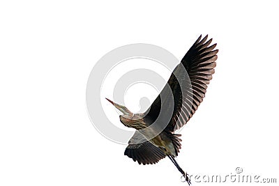 Purple heron Stock Photo