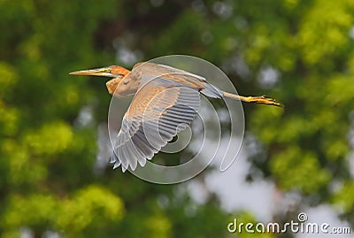 Purple heron Stock Photo