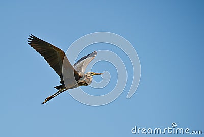 Purple Heron on flight Stock Photo