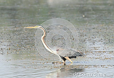 Purple heron Stock Photo