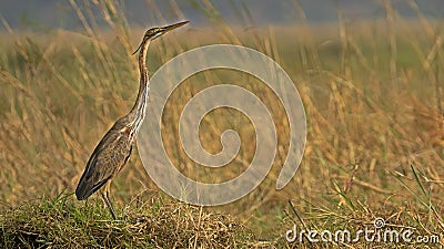 Purple heron looking over grass field Stock Photo