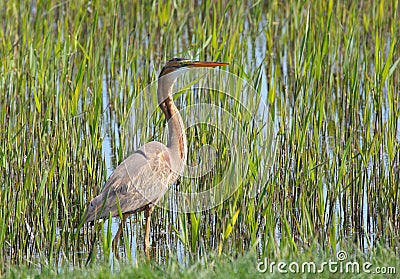 Purple Heron in reed Stock Photo