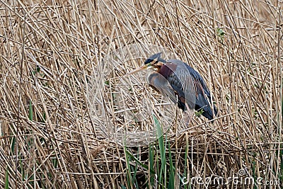 Purple heron in the reeds Stock Photo