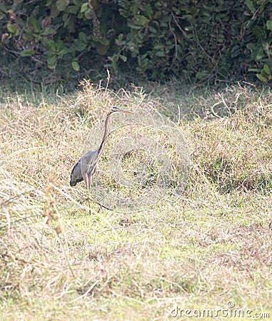 Purple heron walkng through paddy field, Stock Photo