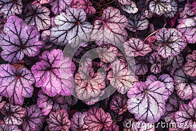 Purple Heuchera hybrid Obsidian, top view. Bright leaves of Heuchera in glasshouse. Decorative foliage background Stock Photo