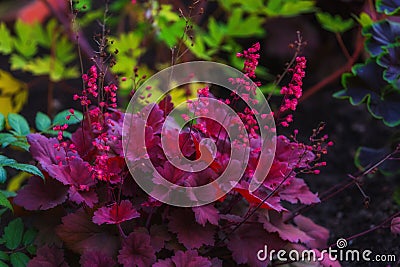 Purple Heuchera leaves and pink flowers Stock Photo