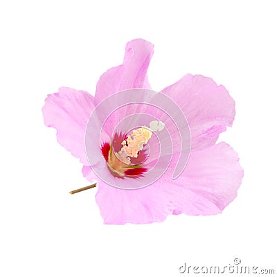 Purple hibiscus flower isolated on white Stock Photo