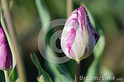 Purple Highlights Tulip Stock Photo