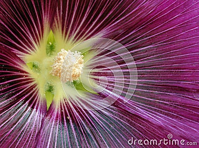 Purple Hollyhock Stock Photo