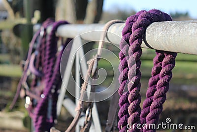 Purple horse tack on a fence Stock Photo