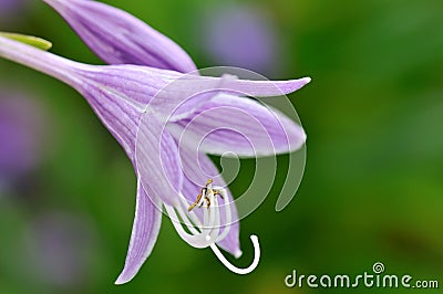 Purple hosta flower Stock Photo