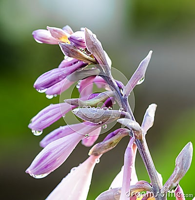 Purple hosta flower petals with drops of water after rain Stock Photo