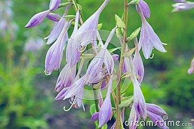 Purple Hosta flowers in the garden, close-up. Floral background. Stock Photo