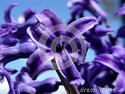 Purple Hyacinth Stock Photo