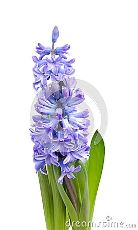 Purple Hyacinth flower Stock Photo