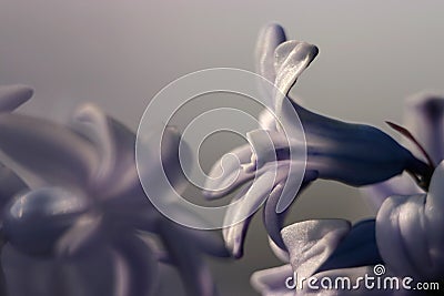 Purple hyacinth flower Stock Photo