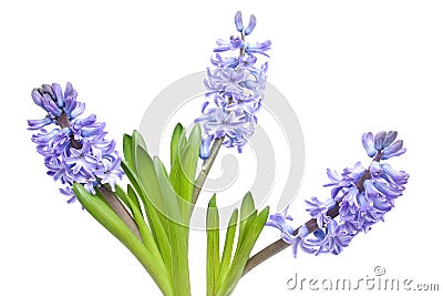 Purple Hyacinth flowers Stock Photo