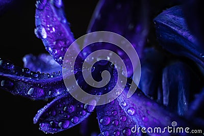 Purple hyacinth flowers in drops of water close-up. Stock Photo