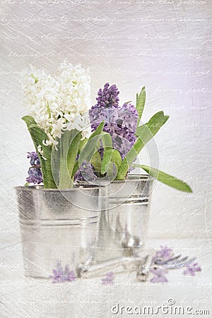 Purple hyacinth with a vintage look Stock Photo