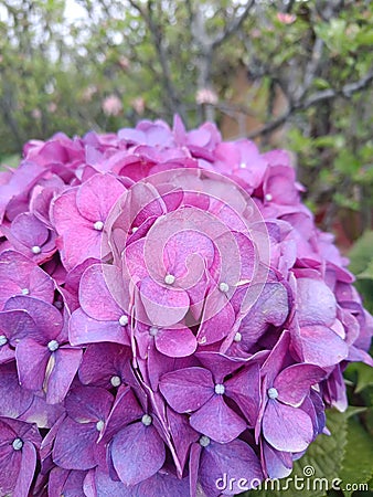 A Purple Hydragea Flower In The Plantation Area Stock Photo