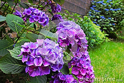 Purple hydrangeas flowers in the garden Stock Photo