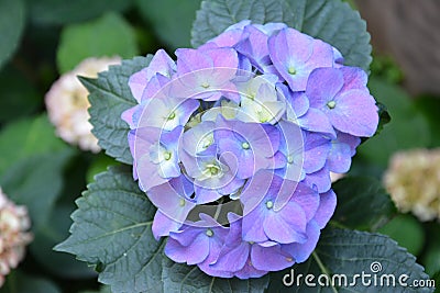 Purple hydrangeas blossoms in May Stock Photo