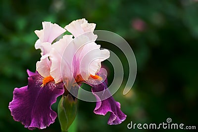 Purple Iris Stock Photo