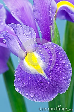 Purple Iris Stock Photo