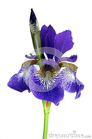 Purple Iris Stock Photo