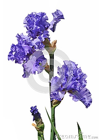 Purple Iris Stock Photo