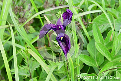 Purple iris in the Bay of Akhlestyshev on the island of Russian. Russia, Vladivostok Stock Photo