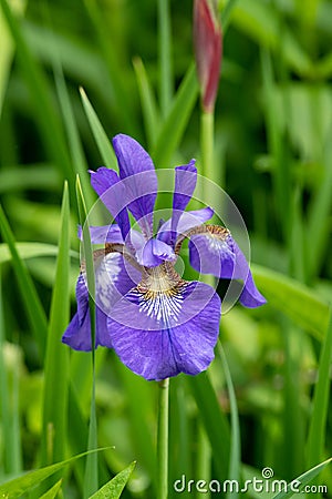 Purple Iris blooming in the garden. Stock Photo
