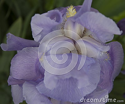 close-up: purple iris blossom with yellow stamen sidewise Stock Photo