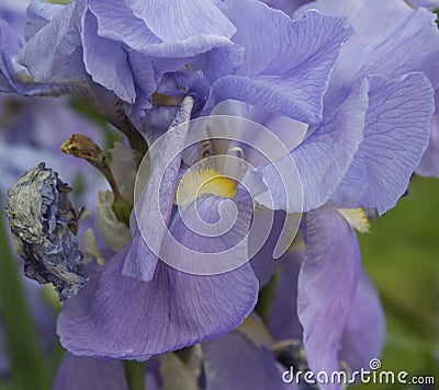 close-up: purple iris blossom with yellow stamen Stock Photo