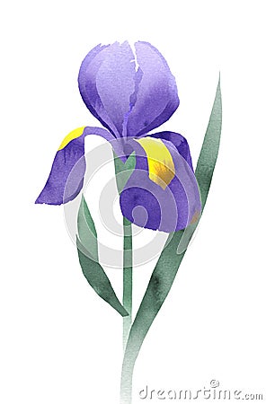 Purple iris collage Stock Photo