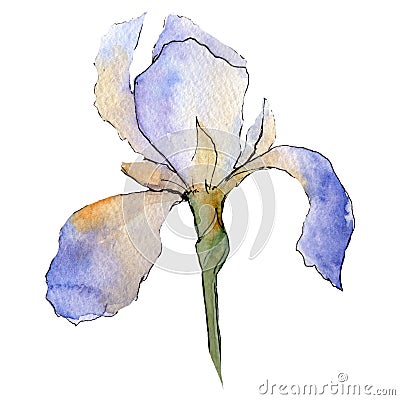 Purple iris. Floral botanical flower. Watercolour drawing aquarelle isolated. Isolated iris illustration element. Cartoon Illustration