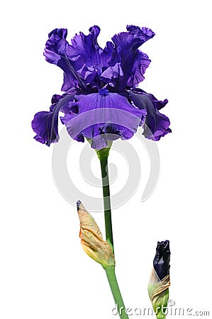 Purple Iris Flower Stock Photo