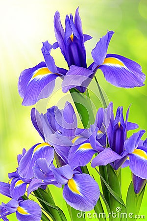 Purple iris flower Stock Photo