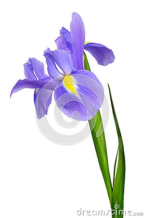 Purple iris flower Stock Photo