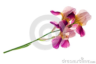 Purple iris flower Stock Photo