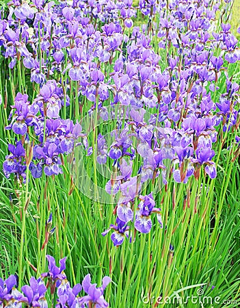 Purple iris flower meadow Vector Illustration