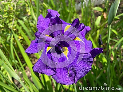 Purple Iris Flower in Summer in June Stock Photo