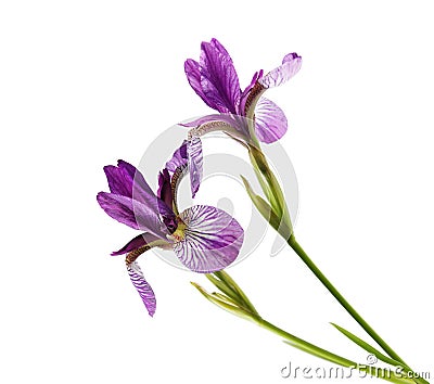 Purple Iris Flowers Stock Photo