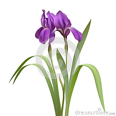 Purple Iris Flowers Vector Illustration