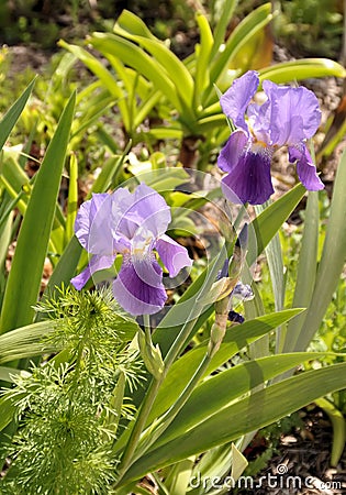 Purple Iris flowers in bloom Stock Photo