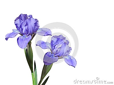 Purple Iris Flowers Stock Photo