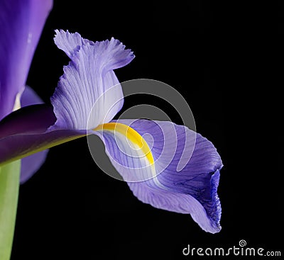 Purple iris macro Stock Photo