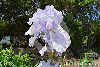 Purple Iris and pneumatic - spring Stock Photo