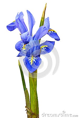 Purple Iris reticulata Stock Photo