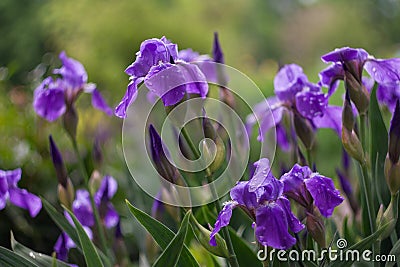 Purple irises bloom in a green garden in spring Stock Photo